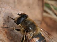 Eristalis tenax 12, Blinde bij, Saxifraga-Rutger Barendse