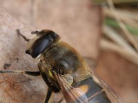 Eristalis tenax 13, Blinde bij, Saxifraga-Rutger Barendse