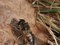 Eristalis tenax 15, Blinde bij, Saxifraga-Rutger Barendse