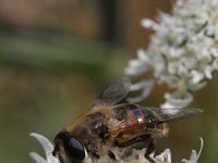 Eristalis tenax 17, Blinde bij, Saxifraga-Rutger Barendse