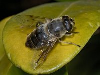 Eristalis tenax 02 #02749 : Eristalis tenax, Blinde bij