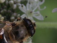 Eristalis tenax 20, Blinde bij, Saxifraga-Rutger Barendse