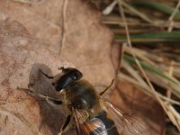 Eristalis tenax 22, Blinde bij, Saxifraga-Rutger Barendse