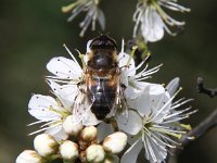 Eristalis tenax 23, Blinde bij, Saxifraga-Peter Meininger