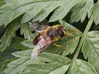 Eristalis tenax 24, Blinde bij, Saxifraga-Peter Meininger