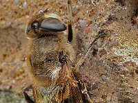 Eristalis tenax 25, Blinde bij, Saxifraga-Ab H Baas