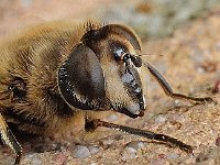 Eristalis tenax 27, Blinde bij, Saxifraga-Ab H Baas