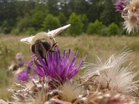 Eristalis tenax 29, Blinde bij, Saxifraga-Mark Zekhuis