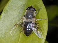 Eristalis tenax 02 #02750 : Eristalis tenax, Blinde bij