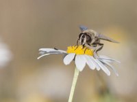 Eristalis tenax 30, Blinde bij, Saxifraga-Mark Zekhuis