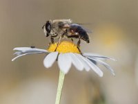 Eristalis tenax 31, Blinde bij, Saxifraga-Mark Zekhuis