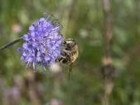 Eristalis tenax 33, Blinde bij, Saxifraga-Willem van Kruijsbergen