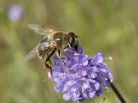 Eristalis tenax 34, Blinde bij, Saxifraga-Willem van Kruijsbergen