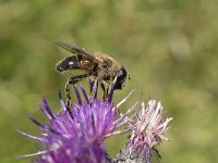 Eristalis tenax 37, Blinde bij, Saxifraga-Willem van Kruijsbergen