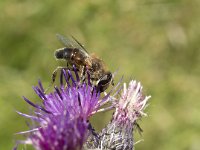 Eristalis tenax 38, Blinde bij, Saxifraga-Willem van Kruijsbergen