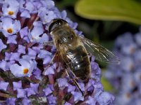 Eristalis tenax #02684 : Eristalis tenax, Blinde bij, female