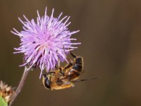 Eristalis tenax 42, Blinde bij, Saxifraga-Hans Dekker