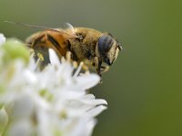 Eristalis tenax 49, Blinde bij, Saxifraga-Tom Heijnen