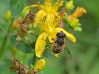 Eristalis tenax 50, Blinde bij, Saxifraga-Tom Heijnen