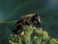 Eristalis tenax 7, Blinde bij, female, Saxifraga-Frits Bink