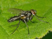 Gastrolepta anthracina 2, Saxifraga-Ab H Baas