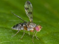 Geomyza tripunctata 01 #09873 : Geomyza tripunctata, Fly With Spotted Wings, Grasvlieg