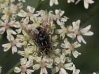 Graphomya maculata 5, Saxifraga-Peter Meininger