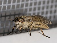 Haematopota pluvialis 01 #03225 : Haematopota pluvialis, Horse fly, Gewone regendaas