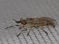 Haematopota pluvialis 01 #03236 : Haematopota pluvialis, Horse fly, Gewone regendaas