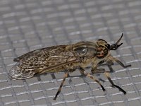 Haematopota pluvialis 01 #03238 : Haematopota pluvialis, Horse fly, Gewone regendaas