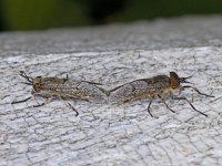 Haematopota pluvialis #02955 : Haematopota pluvialis, Horse fly, Gewone regendaas, copula