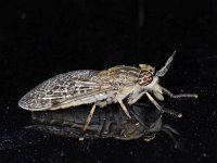 Haematopota pluvialis #08417 : Haematopota pluvialis, Horse fly, Gewone regendaas