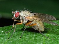 Helina depuncta impuncta 1, Saxifraga-Ab H Baas