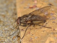 Helina evecta 1, Saxifraga-Ab H Baas