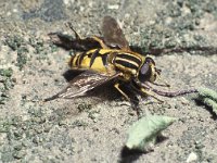 Helophilus pendulus 1, Gewone pendelzweefvlieg, Saxifraga-Frits Bink