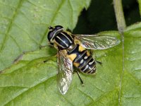 Helophilus pendulus 01 #01968 : Helophilus pendulus, Gewone Pendelvlieg, female