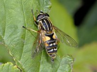 Helophilus pendulus 01 #01971 : Helophilus pendulus, Gewone Pendelvlieg, female