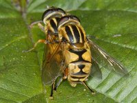 Helophilus pendulus 01 #09006 : Helophilus pendulus, Gewone Pendelvlieg, copula