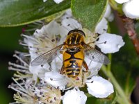 Helophilus pendulus #01399  Gewone pendelzweefvlieg Helophilus pendulus : Soortenregister niet geplaatst, Saxifraga