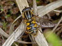 Helophilus pendulus #01427  Gewone pendelzweefvlieg Helophilus pendulus : Soortenregister niet geplaatst, Saxifraga