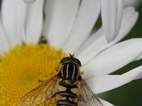 Helophilus pendulus 18, Gewone pendelzweefvlieg, Saxifraga-Rutger Barendse