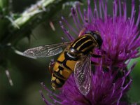 Helophilus pendulus 19, Gewone pendelzweefvlieg, Saxifraga-Rutger Barendse