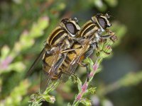 Helophilus pendulus #03706 : Helophilus pendulus, Gewone Pendelvlieg, copula