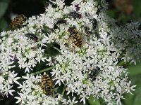 Helophilus pendulus 21, Gewone pendelzweefvlieg, Saxifraga-Rutger Barendse