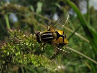 Helophilus pendulus 22, Gewone pendelzweefvlieg, Saxifraga-Rutger Barendse