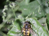 Helophilus pendulus 23, Gewone pendelzweefvlieg, Saxifraga-Rutger Barendse