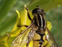 Helophilus pendulus 24, Gewone pendelzweefvlieg, Saxifraga-Frank Dorsman  Helophilus pendulus, Gewone pendelzweefvliegHillegom 090711