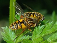 Helophilus pendulus 25, Gewone pendelzweefvlieg, Saxifraga-Ab H Baas