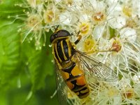 Helophilus pendulus Pendelzweefvlieg