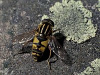 Helophilus pendulus 3, Gewone pendelzweefvlieg, Saxifraga-Frits Bink